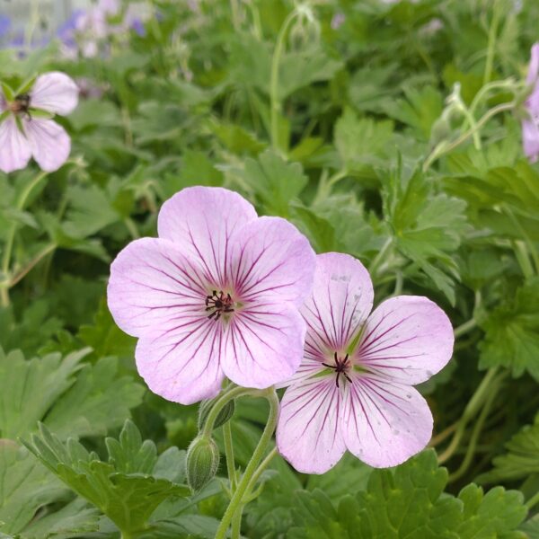 Geranium 'All Summer Joy' (Storkenæb)