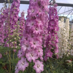 Delphinium ‘Delgenius Chantay’ (Ridderspore)