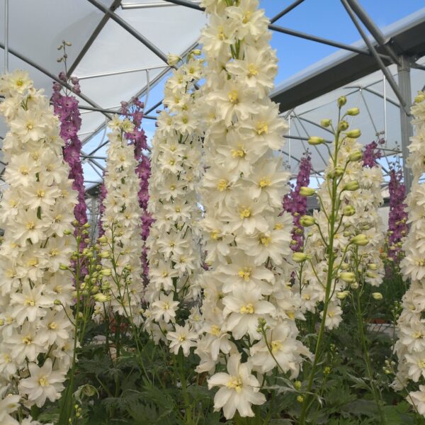 Delphinium ‘Delgenius Neva’ (Ridderspore)