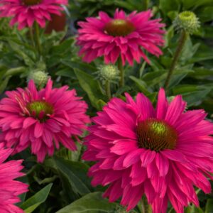 Echinacea purpurea 'Sunseekers Sweet Fuchsia' (Purprusolhat)