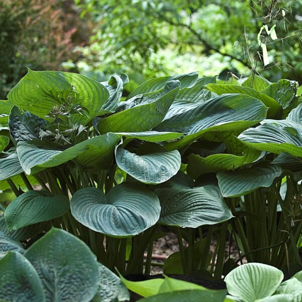 Hosta 'Empress Wu' (Funkia)