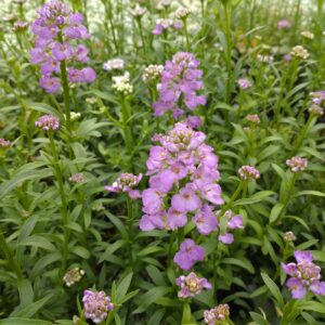 Iberis sempervirens 'Absolutely Amethyst' (Snepude)