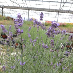 Lavandula angustifolia 'Essence Purple' (Lavendel)