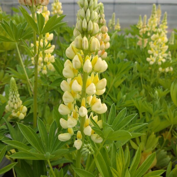 Lupinus polyphyllus ‘Legendary Yellow Shades’ (Lupin)