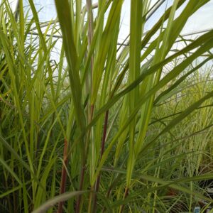 Miscanthus sinensis 'Dronning Ingrid' (Elefantgræs)