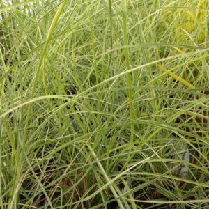 Miscanthus sinensis 'Silver Cloud' (Elefantgræs)