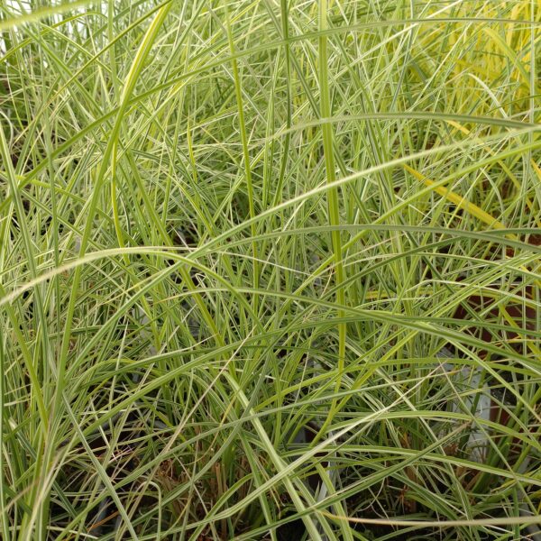 Miscanthus sinensis 'Silver Cloud' (Elefantgræs)