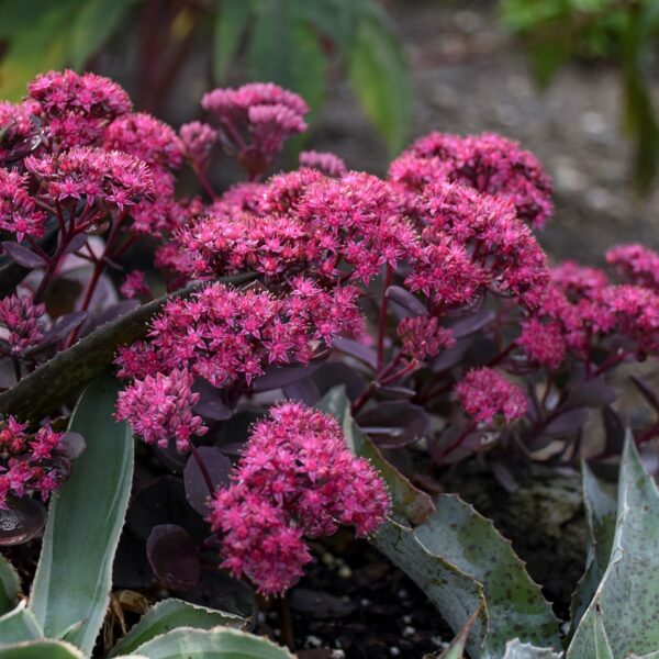 Sedum 'Superstar' (Sankthansurt)