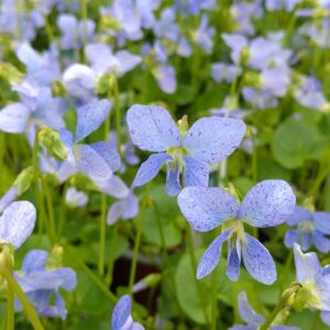 Viola sororia 'Freckles' (Pinseviol)