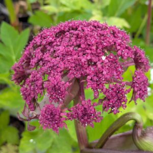 Angelica gigas (Kvan)
