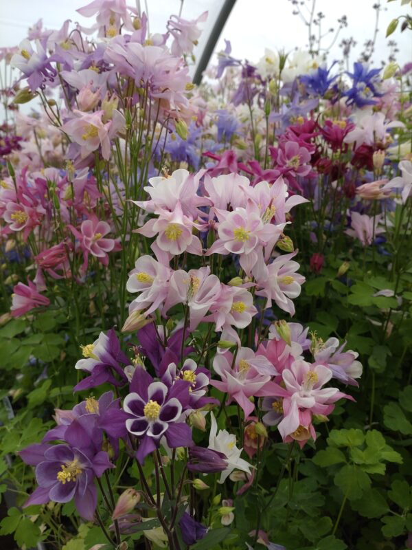 Aquilegia caerulea 'Biedermeier' (Akeleje)