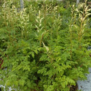 Aruncus aethusifolius (Koreansk Fjerbusk)