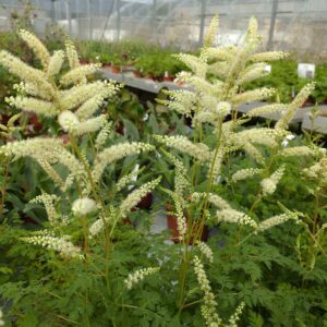 Aruncus aethusifolius (Koreansk Fjerbusk)