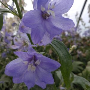 Delphinium hybrids 'Magic Fountains Lavender' (Riddersporre)