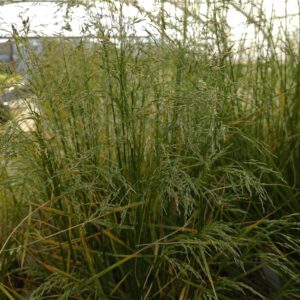 Deschampsia cespitosa 'Goldschleier' (Mosebunke)