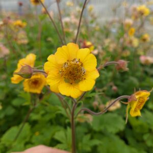 Geum hybrida 'Alabamma Slammer' (Nellikerod)