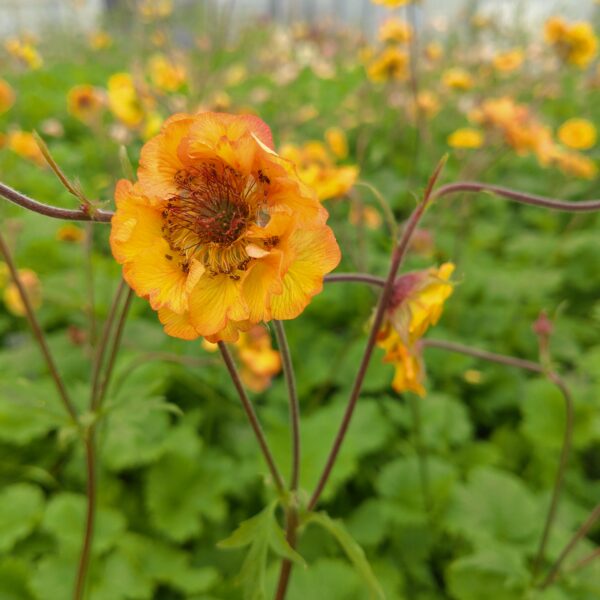 Geum hybrida 'Tutti Frutti' (Nelikkerod)