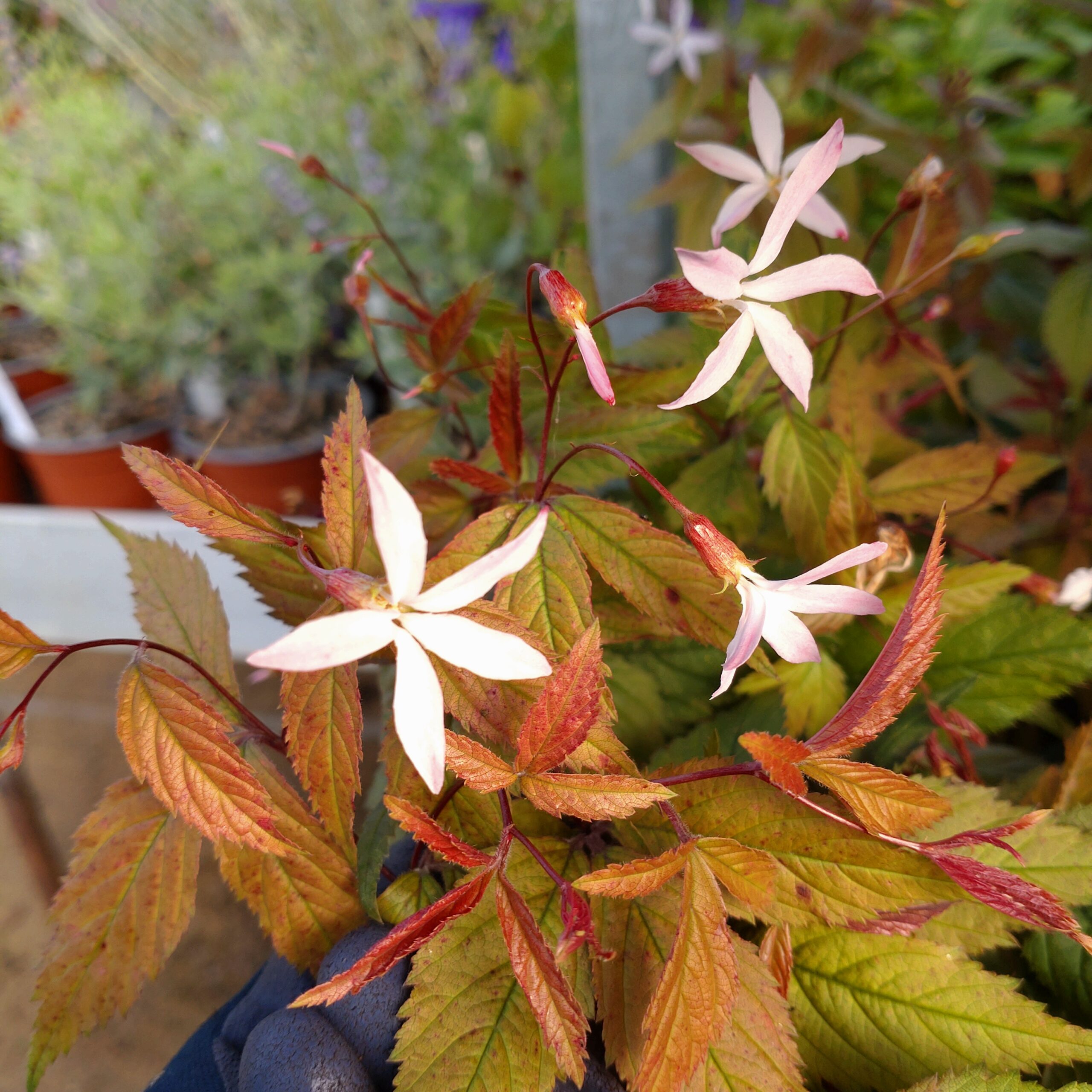 Gillenia trifoliata 'Pink Profusion' (Sommerfugleblomst)