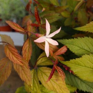 Gillenia trifoliata 'Pink Profusion' (Sommerfugleblomst)