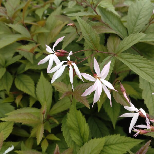 Gillenia trifoliata 'Pink Profusion' (Sommerfugleblomst)