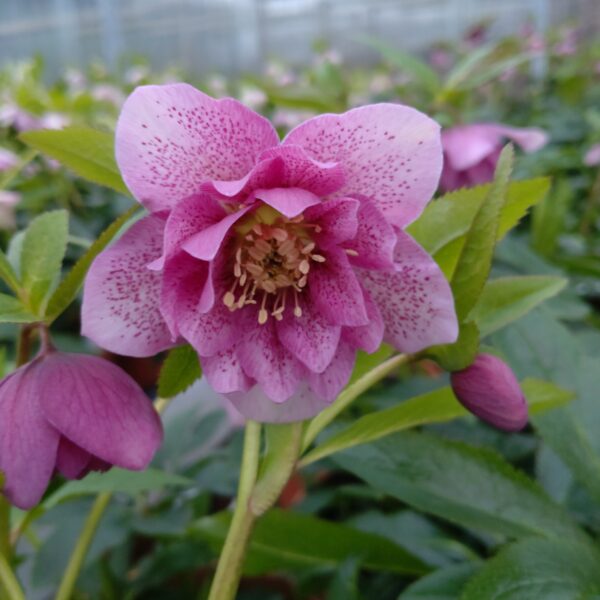 Helleborus orientalis 'Phoebe' (Påskeklokke)