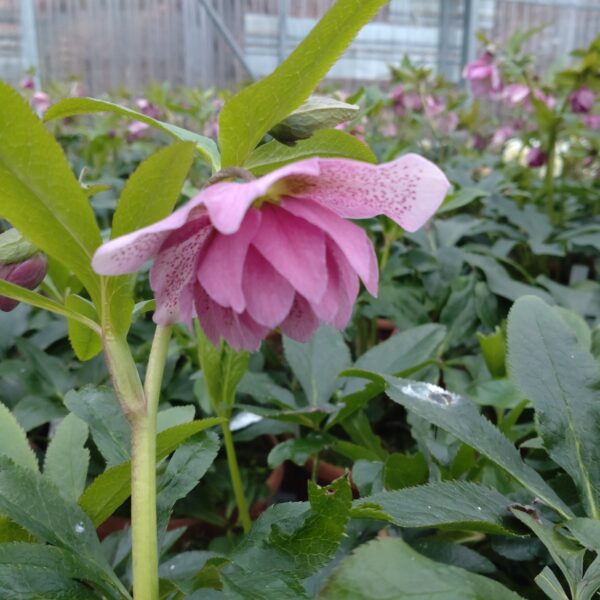 Helleborus orientalis 'Phoebe' (Påskeklokke)