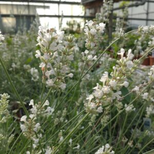 Lavandula angustifolia 'White Fragrance' (Lavendel)