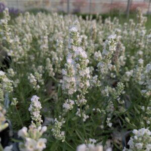 Lavandula angustifolia 'White summer' (Lavendel)