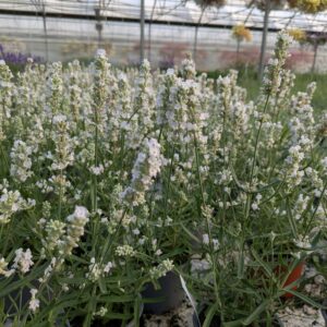 Lavandula angustifolia 'White summer' (Lavendel)