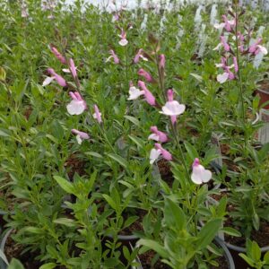 Salvia greggii ‘Joy’ (Efterårssalvie)