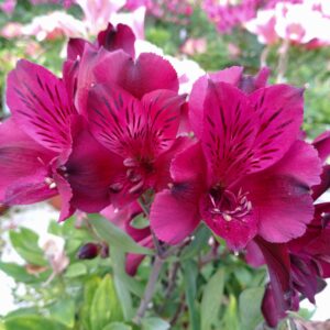 Alstroemeria x hybrida ‘Dark Purple’ (Inkalilje)