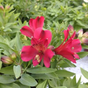 Alstroemeria x hybrida ‘Red’ (Inkalilje)