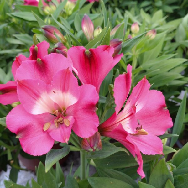 Alstroemeria x hybrida ‘Romance’ (Inkalilje)