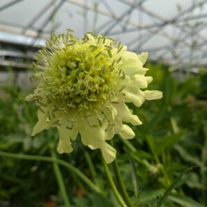 Cephalaria gigantea (Skælhoved)