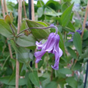 Clematis integrifolia (Staudeklematis)