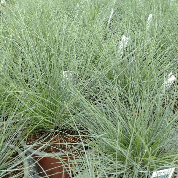 Festuca glauca (Bjørnegræs Blåsvingel)