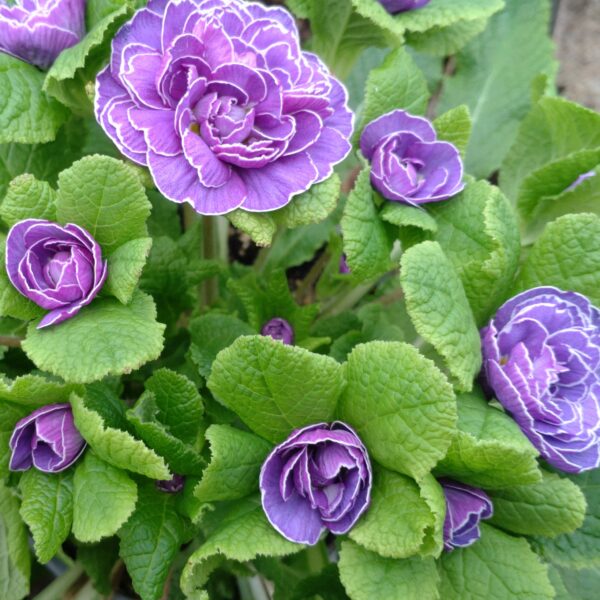 Primula vulgaris ‘Belarina Amethyst Ice’ (Dobbelt haveprimula)