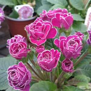 Primula vulgaris ‘Belarina Candy Frost’ (Dobbelt haveprimula)