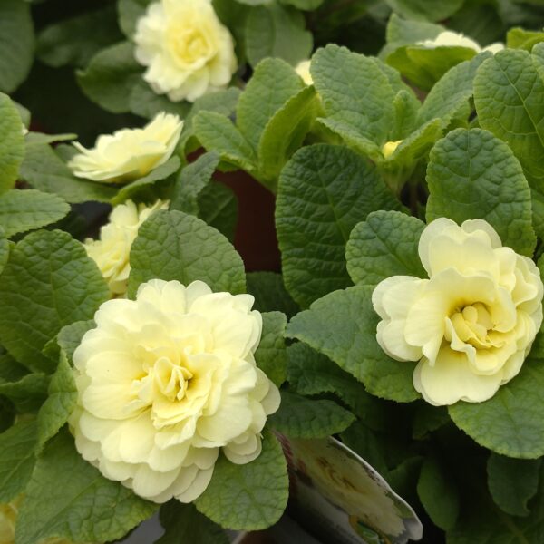 Primula vulgaris ‘Belarina Lemon Chiffon’ (Dobbelt haveprimula)