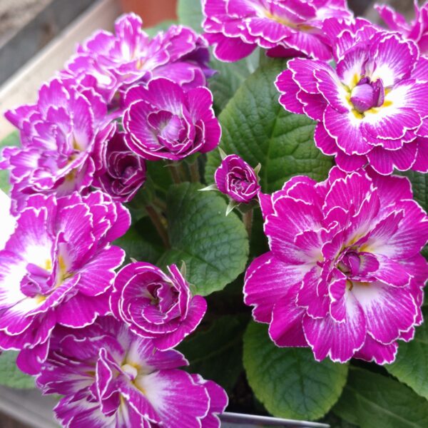 Primula vulgaris 'Belarina Lively Lilac' (Dobbelt haveprimula)