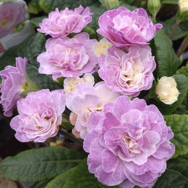 Primula vulgaris ‘Belarina Pink Champagne’ (Dobbelt haveprimula)