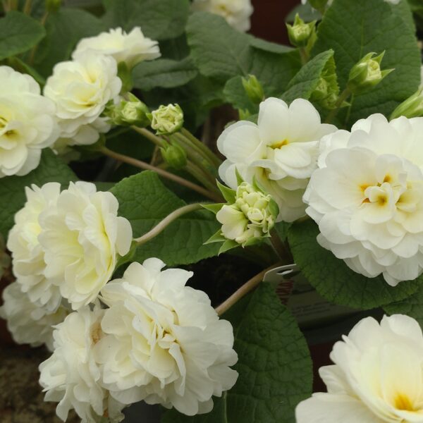 Primula vulgaris ‘Belarina Vanilla’ (Dobbelt haveprimula)