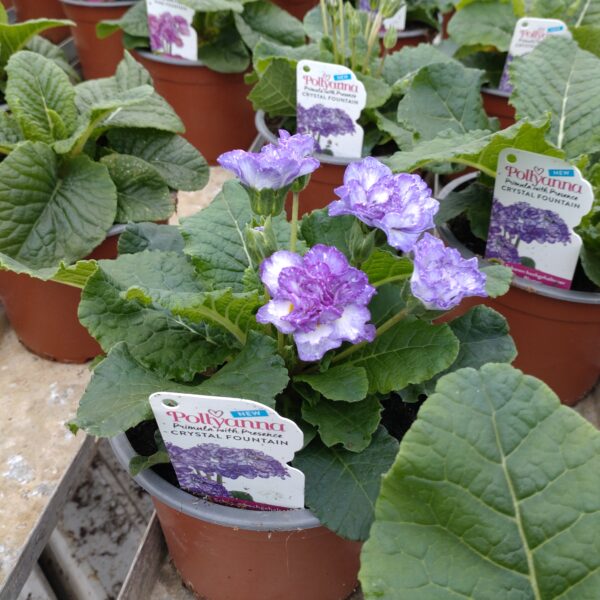 Primula pollyanna 'Crystal Fountain' (Haveprimula)