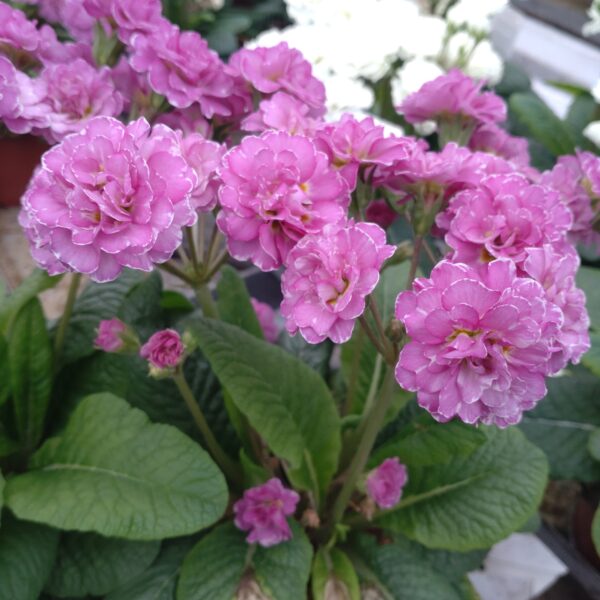 Primula pollyanna 'Pink Fountain' (Haveprimula)