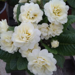 Primula vulgaris ‘Belarina Cream’ (Dobbelt haveprimula)