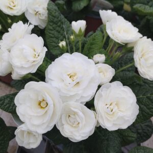 Primula vulgaris ‘Belarina Snow’ (Dobbelt haveprimula)