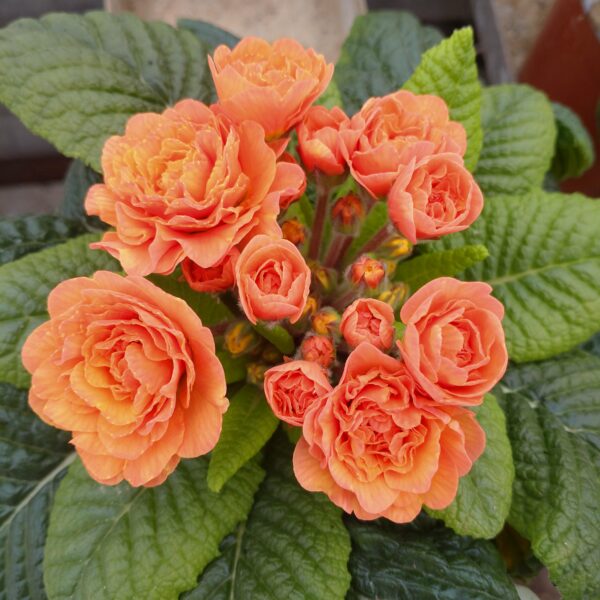 Primula vulgaris ‘Belarina Sweet Apricot’ (Dobbelt haveprimula)