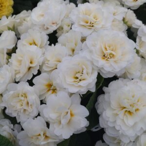 Primula vulgaris ‘Belarina Vanilla’ (Dobbelt haveprimula)