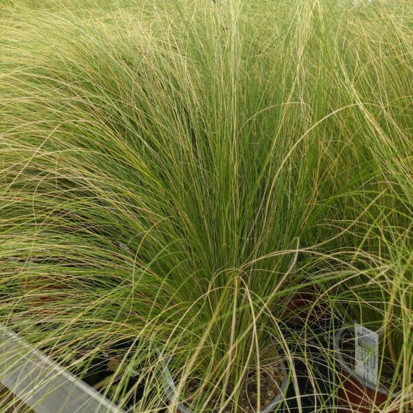 Stipa tenuissima (Hestehalegræs)