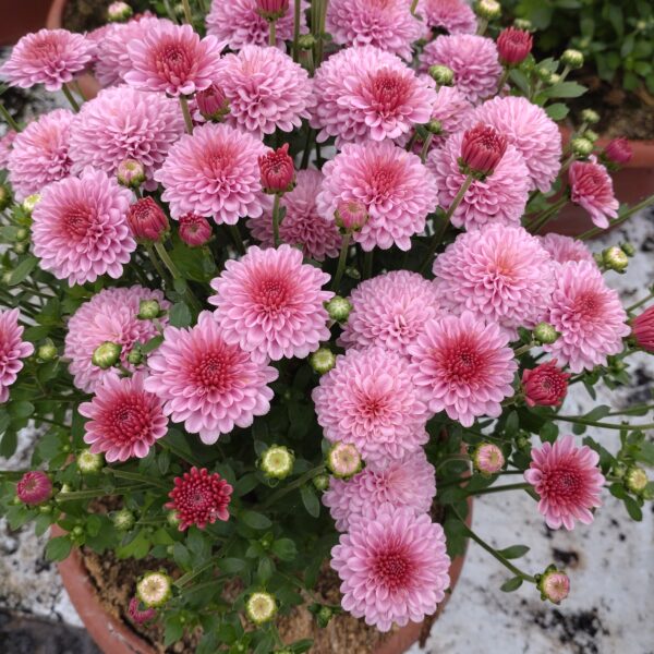 Chrysanthemum multiflora (Kugle krysantemum Efterårs krysantemum)